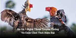 Đá Gà – Nghệ Thuật Truyền Thống Và Cuộc Chơi Thời Hiện Đại