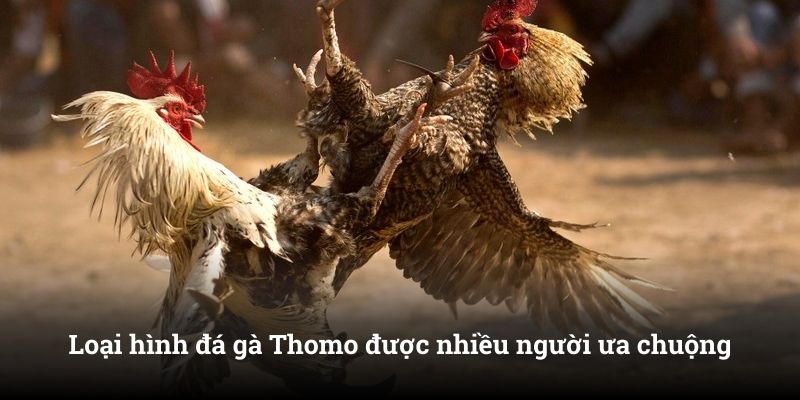 Loại hình đá gà Thomo được nhiều người ưa chuộng