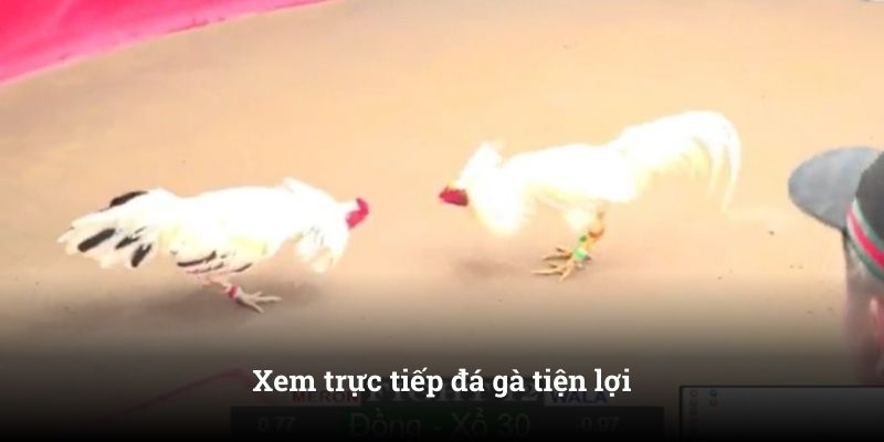Xem trực tiếp đá gà tiện lợi