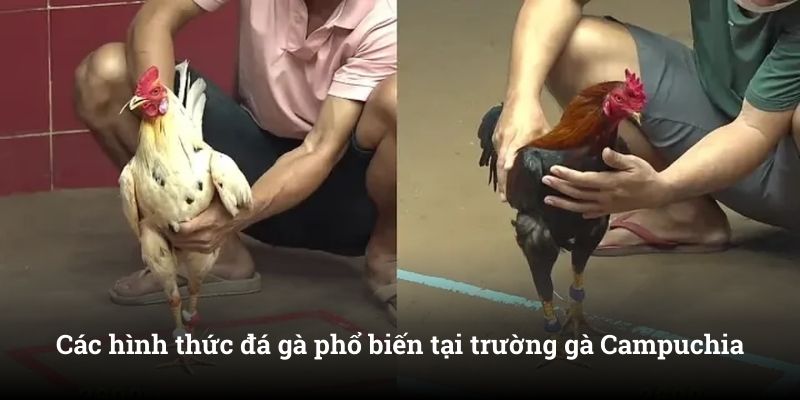 Các hình thức đá gà phổ biến tại trường gà Campuchia