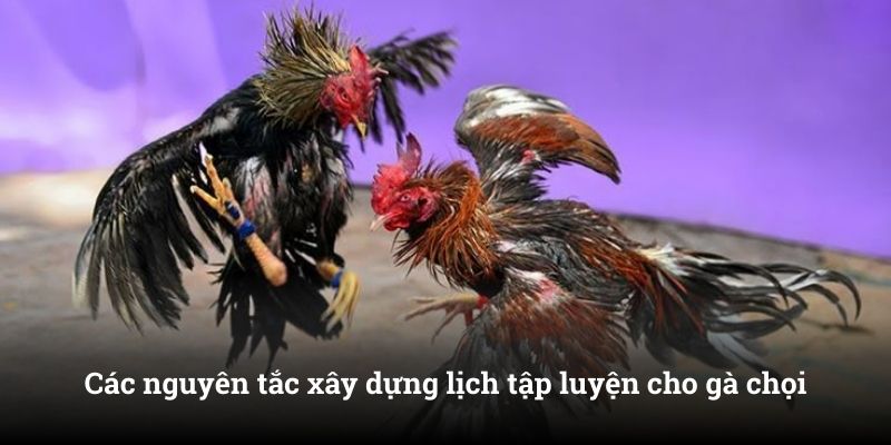 Các nguyên tắc xây dựng lịch tập luyện cho gà chọi