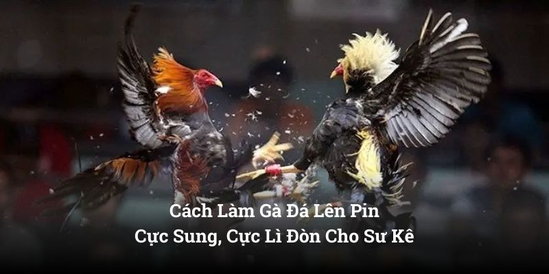 Cách Làm Gà Đá Lên Pin – Cực Sung, Cực Lì Đòn Cho Sư Kê