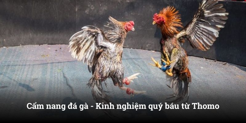 Cẩm nang đá gà - Kinh nghiệm quý báu từ Thomo