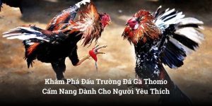 Khám Phá Đấu Trường Đá Gà Thomo Cẩm Nang Dành Cho Người Yêu Thích