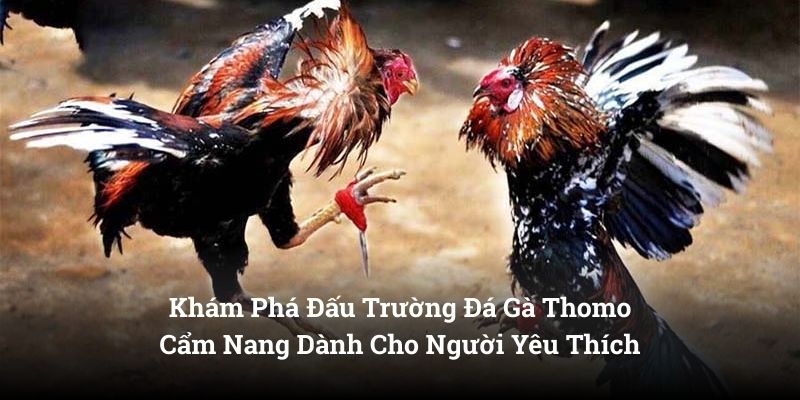 Khám Phá Đấu Trường Đá Gà Thomo Cẩm Nang Dành Cho Người Yêu Thích