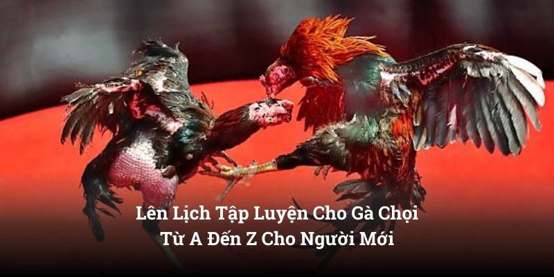 Lên Lịch Tập Luyện Cho Gà Chọi Từ A Đến Z Cho Người Mới