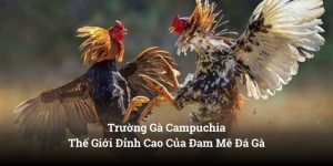 Trường Gà Campuchia Thế Giới Đỉnh Cao Của Đam Mê Đá Gà