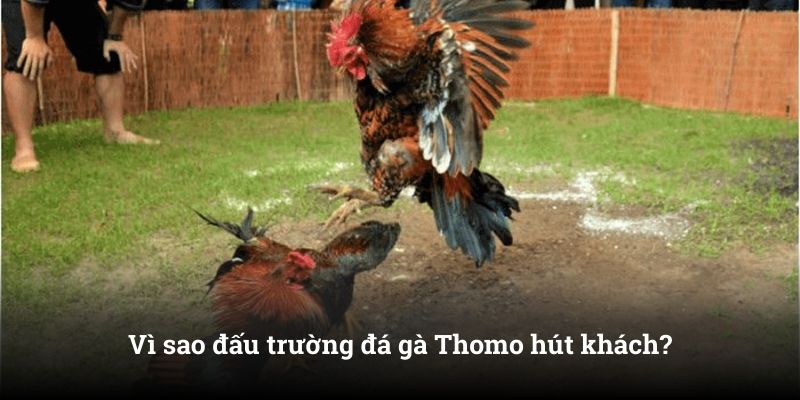 Vì sao đấu trường đá gà Thomo hút khách