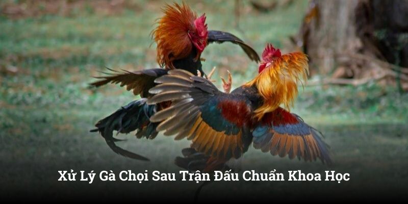 Xử Lý Gà Chọi Sau Trận Đấu Chuẩn Khoa Học Cho Người Mới